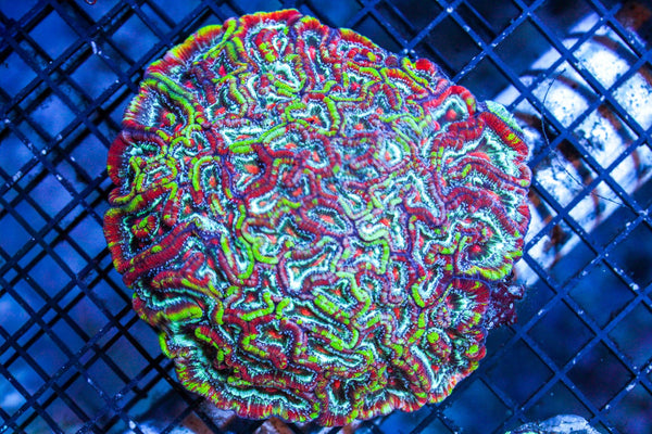 wholesale_coral - saltwater_fish saltwater_coral - rare corals - coralsdepot - Corals_Depot - live_corals - eye - catching - coral quality_marine_fish - quality - marine discoun