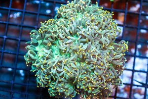 wholesale_coral - saltwater_fish saltwater_coral - rare corals - coralsdepot - Corals_Depot - live_corals - eye - catching - coral quality_marine_fish - quality - marine discoun