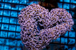 wholesale_coral - saltwater_fish saltwater_coral - rare corals - coralsdepot - Corals_Depot - live_corals - eye - catching - coral quality_marine_fish - quality - marine discoun