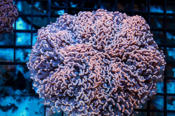 wholesale_coral - saltwater_fish saltwater_coral - rare corals - coralsdepot - Corals_Depot - live_corals - eye - catching - coral quality_marine_fish - quality - marine discoun
