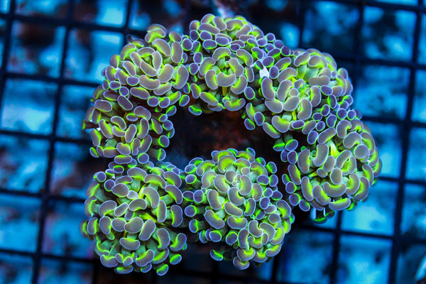 wholesale_coral - saltwater_fish saltwater_coral - rare corals - coralsdepot - Corals_Depot - live_corals - eye - catching - coral quality_marine_fish - quality - marine discoun