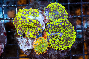 wholesale_coral - saltwater_fish saltwater_coral - rare corals - coralsdepot - Corals_Depot - live_corals - eye - catching - coral quality_marine_fish - quality - marine discoun