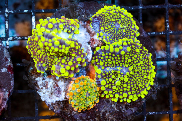 wholesale_coral - saltwater_fish saltwater_coral - rare corals - coralsdepot - Corals_Depot - live_corals - eye - catching - coral quality_marine_fish - quality - marine discoun
