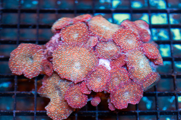 wholesale_coral - saltwater_fish saltwater_coral - rare corals - coralsdepot - Corals_Depot - live_corals - eye - catching - coral quality_marine_fish - quality - marine discoun