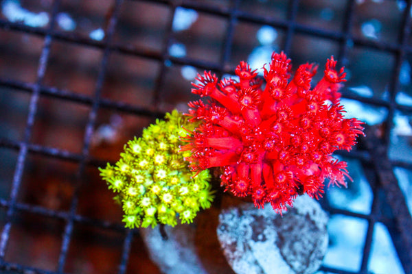 wholesale_coral - saltwater_fish saltwater_coral - rare corals - coralsdepot - Corals_Depot - live_corals - eye - catching - coral quality_marine_fish - quality - marine discoun
