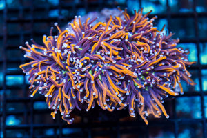 wholesale_coral - saltwater_fish saltwater_coral - rare corals - coralsdepot - Corals_Depot - live_corals - eye - catching - coral quality_marine_fish - quality - marine discoun