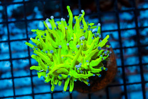 wholesale_coral - saltwater_fish saltwater_coral - rare corals - coralsdepot - Corals_Depot - live_corals - eye - catching - coral quality_marine_fish - quality - marine discoun