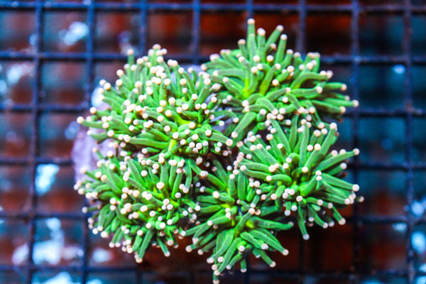 wholesale_coral - saltwater_fish saltwater_coral - rare corals - coralsdepot - Corals_Depot - live_corals - eye - catching - coral quality_marine_fish - quality - marine discoun