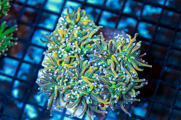wholesale_coral - saltwater_fish saltwater_coral - rare corals - coralsdepot - Corals_Depot - live_corals - eye - catching - coral quality_marine_fish - quality - marine discoun