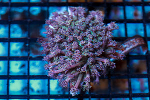 wholesale_coral - saltwater_fish saltwater_coral - rare corals - coralsdepot - Corals_Depot - live_corals - eye - catching - coral quality_marine_fish - quality - marine discoun