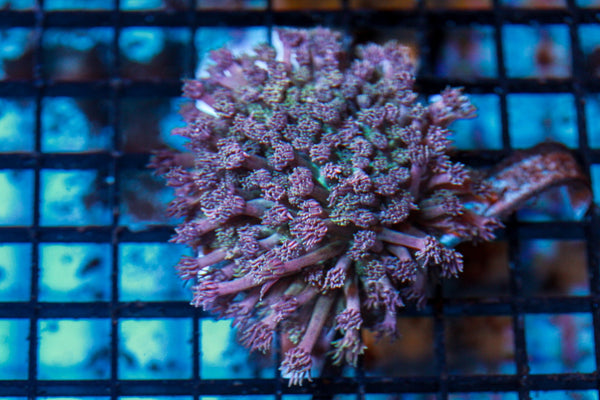 wholesale_coral - saltwater_fish saltwater_coral - rare corals - coralsdepot - Corals_Depot - live_corals - eye - catching - coral quality_marine_fish - quality - marine discoun