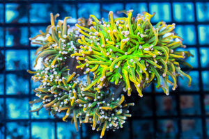 wholesale_coral - saltwater_fish saltwater_coral - rare corals - coralsdepot - Corals_Depot - live_corals - eye - catching - coral quality_marine_fish - quality - marine discoun
