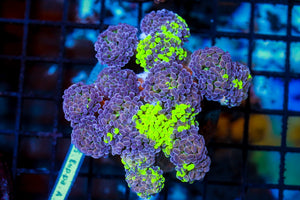 wholesale_coral - saltwater_fish saltwater_coral - rare corals - coralsdepot - Corals_Depot - live_corals - eye - catching - coral quality_marine_fish - quality - marine discoun