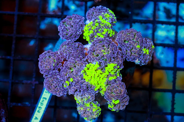 wholesale_coral - saltwater_fish saltwater_coral - rare corals - coralsdepot - Corals_Depot - live_corals - eye - catching - coral quality_marine_fish - quality - marine discoun