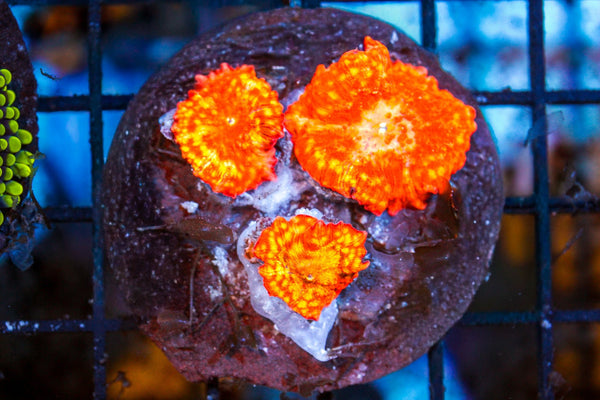 wholesale_coral - saltwater_fish saltwater_coral - rare corals - coralsdepot - Corals_Depot - live_corals - eye - catching - coral quality_marine_fish - quality - marine discoun