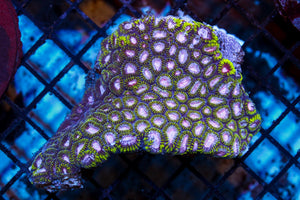 wholesale_coral - saltwater_fish saltwater_coral - rare corals - coralsdepot - Corals_Depot - live_corals - eye - catching - coral quality_marine_fish - quality - marine discoun