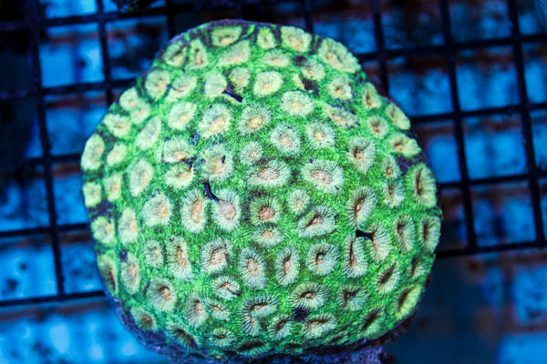 wholesale_coral - saltwater_fish saltwater_coral - rare corals - coralsdepot - Corals_Depot - live_corals - eye - catching - coral quality_marine_fish - quality - marine discoun