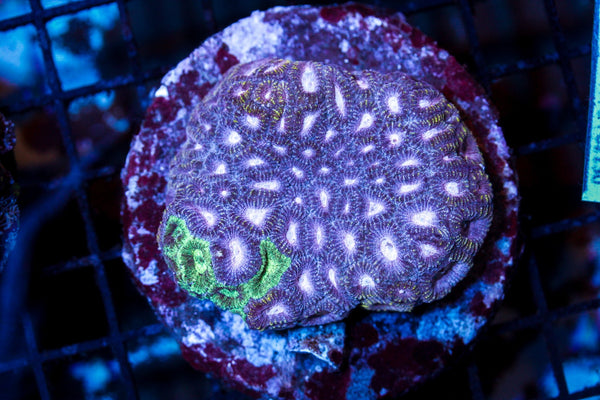wholesale_coral - saltwater_fish saltwater_coral - rare corals - coralsdepot - Corals_Depot - live_corals - eye - catching - coral quality_marine_fish - quality - marine discoun