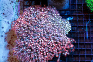 wholesale_coral - saltwater_fish saltwater_coral - rare corals - coralsdepot - Corals_Depot - live_corals - eye - catching - coral quality_marine_fish - quality - marine discoun