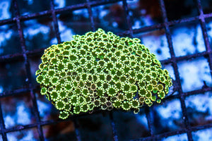 wholesale_coral - saltwater_fish saltwater_coral - rare corals - coralsdepot - Corals_Depot - live_corals - eye - catching - coral quality_marine_fish - quality - marine discoun