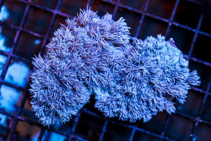 wholesale_coral - saltwater_fish saltwater_coral - rare corals - coralsdepot - Corals_Depot - live_corals - eye - catching - coral quality_marine_fish - quality - marine discoun