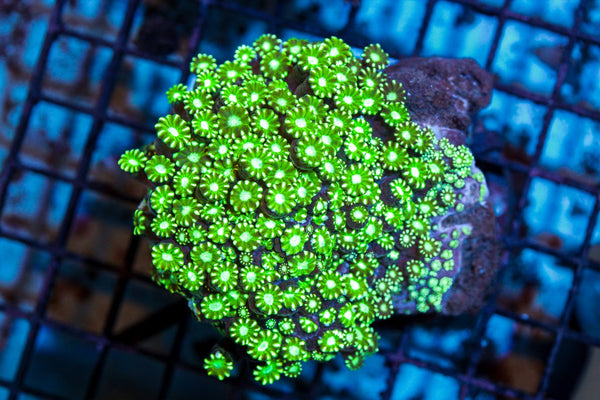 wholesale_coral - saltwater_fish saltwater_coral - rare corals - coralsdepot - Corals_Depot - live_corals - eye - catching - coral quality_marine_fish - quality - marine discoun