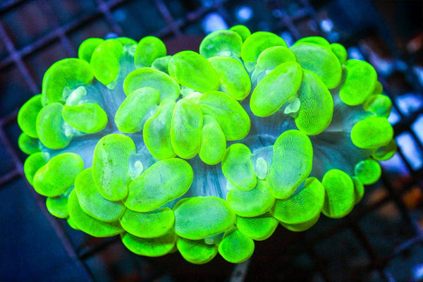 wholesale_coral - saltwater_fish saltwater_coral - rare corals - coralsdepot - Corals_Depot - live_corals - eye - catching - coral quality_marine_fish - quality - marine discoun