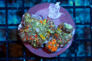 wholesale_coral - saltwater_fish saltwater_coral - rare corals - coralsdepot - Corals_Depot - live_corals - eye - catching - coral quality_marine_fish - quality - marine discoun