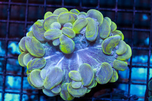 wholesale_coral - saltwater_fish saltwater_coral - rare corals - coralsdepot - Corals_Depot - live_corals - eye - catching - coral quality_marine_fish - quality - marine discoun