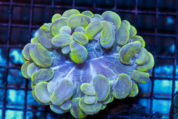 wholesale_coral - saltwater_fish saltwater_coral - rare corals - coralsdepot - Corals_Depot - live_corals - eye - catching - coral quality_marine_fish - quality - marine discoun
