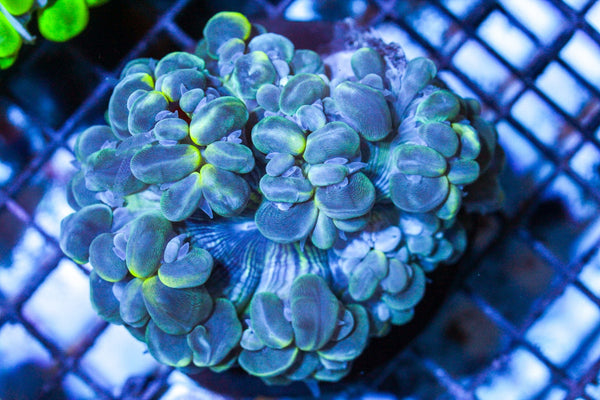 wholesale_coral - saltwater_fish saltwater_coral - rare corals - coralsdepot - Corals_Depot - live_corals - eye - catching - coral quality_marine_fish - quality - marine discoun