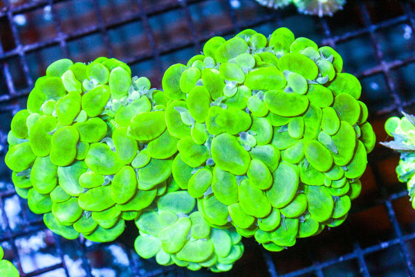 wholesale_coral - saltwater_fish saltwater_coral - rare corals - coralsdepot - Corals_Depot - live_corals - eye - catching - coral quality_marine_fish - quality - marine discoun