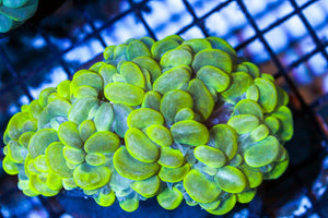 wholesale_coral - saltwater_fish saltwater_coral - rare corals - coralsdepot - Corals_Depot - live_corals - eye - catching - coral quality_marine_fish - quality - marine discoun