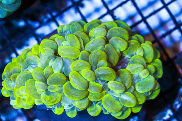 wholesale_coral - saltwater_fish saltwater_coral - rare corals - coralsdepot - Corals_Depot - live_corals - eye - catching - coral quality_marine_fish - quality - marine discoun