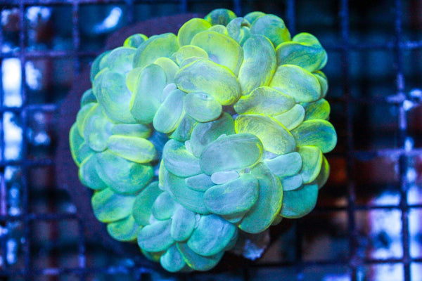 wholesale_coral - saltwater_fish saltwater_coral - rare corals - coralsdepot - Corals_Depot - live_corals - eye - catching - coral quality_marine_fish - quality - marine discoun