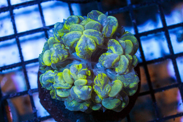 wholesale_coral - saltwater_fish saltwater_coral - rare corals - coralsdepot - Corals_Depot - live_corals - eye - catching - coral quality_marine_fish - quality - marine discoun