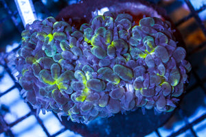 wholesale_coral - saltwater_fish saltwater_coral - rare corals - coralsdepot - Corals_Depot - live_corals - eye - catching - coral quality_marine_fish - quality - marine discoun