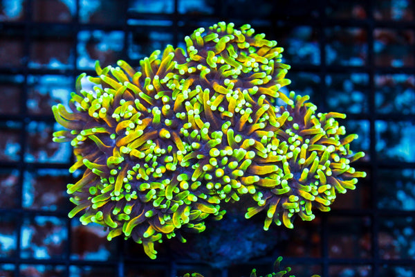 wholesale_coral - saltwater_fish saltwater_coral - rare corals - coralsdepot - Corals_Depot - live_corals - eye - catching - coral quality_marine_fish - quality - marine discoun