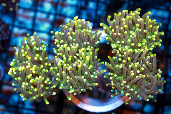 wholesale_coral - saltwater_fish saltwater_coral - rare corals - coralsdepot - Corals_Depot - live_corals - eye - catching - coral quality_marine_fish - quality - marine discoun