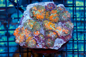 wholesale_coral - saltwater_fish saltwater_coral - rare corals - coralsdepot - Corals_Depot - live_corals - eye - catching - coral quality_marine_fish - quality - marine discoun