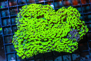 wholesale_coral - saltwater_fish saltwater_coral - rare corals - coralsdepot - Corals_Depot - live_corals - eye - catching - coral quality_marine_fish - quality - marine discoun