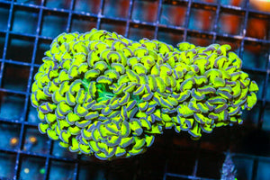 wholesale_coral - saltwater_fish saltwater_coral - rare corals - coralsdepot - Corals_Depot - live_corals - eye - catching - coral quality_marine_fish - quality - marine discoun