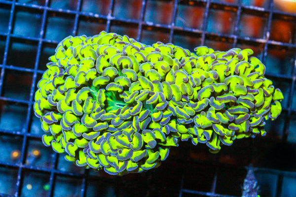 wholesale_coral - saltwater_fish saltwater_coral - rare corals - coralsdepot - Corals_Depot - live_corals - eye - catching - coral quality_marine_fish - quality - marine discoun