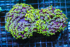 wholesale_coral - saltwater_fish saltwater_coral - rare corals - coralsdepot - Corals_Depot - live_corals - eye - catching - coral quality_marine_fish - quality - marine discoun