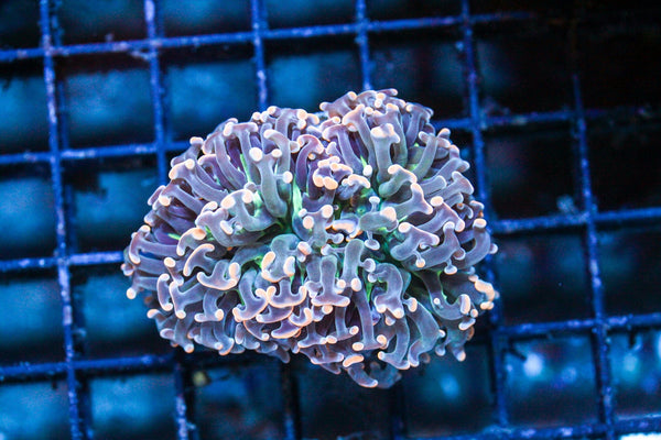 wholesale_coral - saltwater_fish saltwater_coral - rare corals - coralsdepot - Corals_Depot - live_corals - eye - catching - coral quality_marine_fish - quality - marine discoun