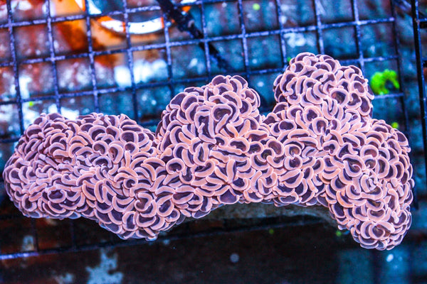 wholesale_coral - saltwater_fish saltwater_coral - rare corals - coralsdepot - Corals_Depot - live_corals - eye - catching - coral quality_marine_fish - quality - marine discoun