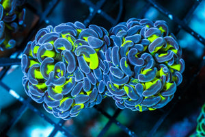 wholesale_coral - saltwater_fish saltwater_coral - rare corals - coralsdepot - Corals_Depot - live_corals - eye - catching - coral quality_marine_fish - quality - marine discoun