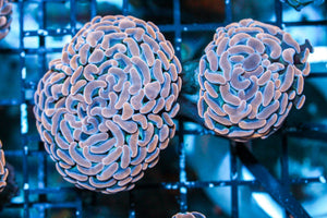 wholesale_coral - saltwater_fish saltwater_coral - rare corals - coralsdepot - Corals_Depot - live_corals - eye - catching - coral quality_marine_fish - quality - marine discoun