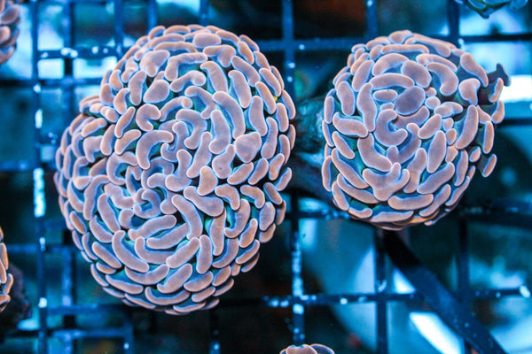 wholesale_coral - saltwater_fish saltwater_coral - rare corals - coralsdepot - Corals_Depot - live_corals - eye - catching - coral quality_marine_fish - quality - marine discoun