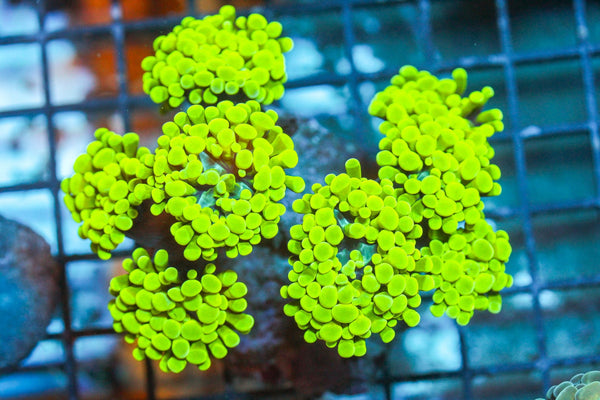 wholesale_coral - saltwater_fish saltwater_coral - rare corals - coralsdepot - Corals_Depot - live_corals - eye - catching - coral quality_marine_fish - quality - marine discoun